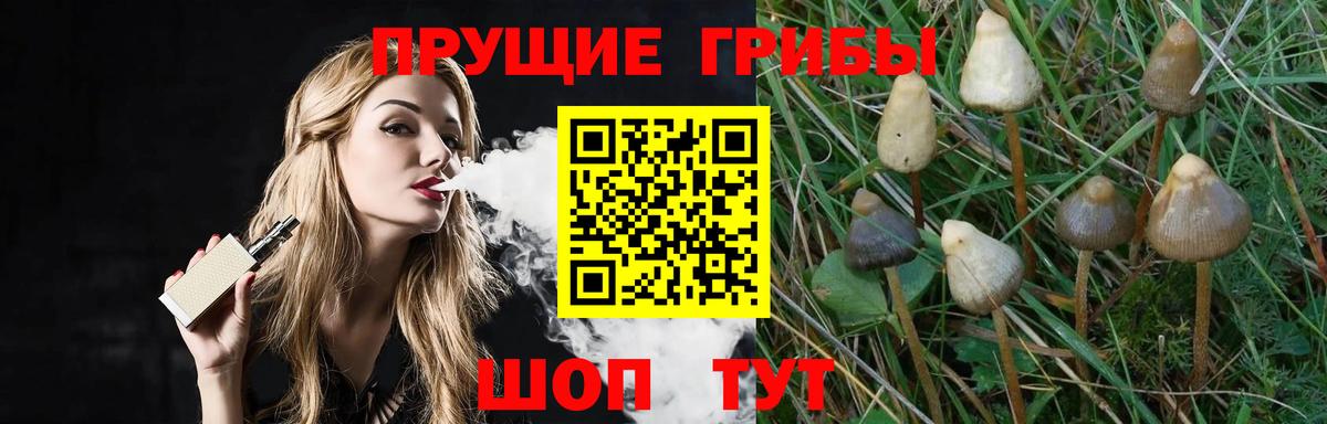 дарнет шоп  Вход с VPN  Аша  Псилоцибиновые грибы Cubensis 